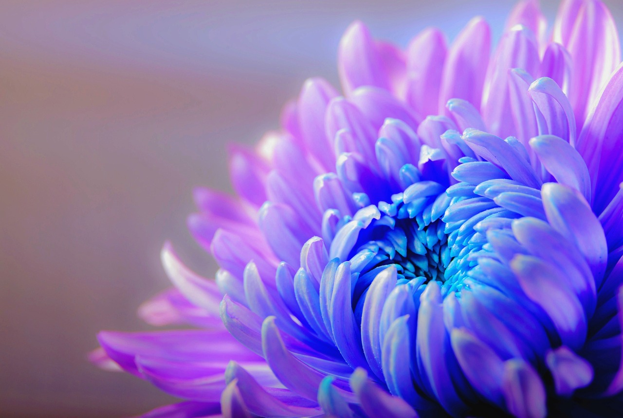 Organic Gardening Tips for Beginners